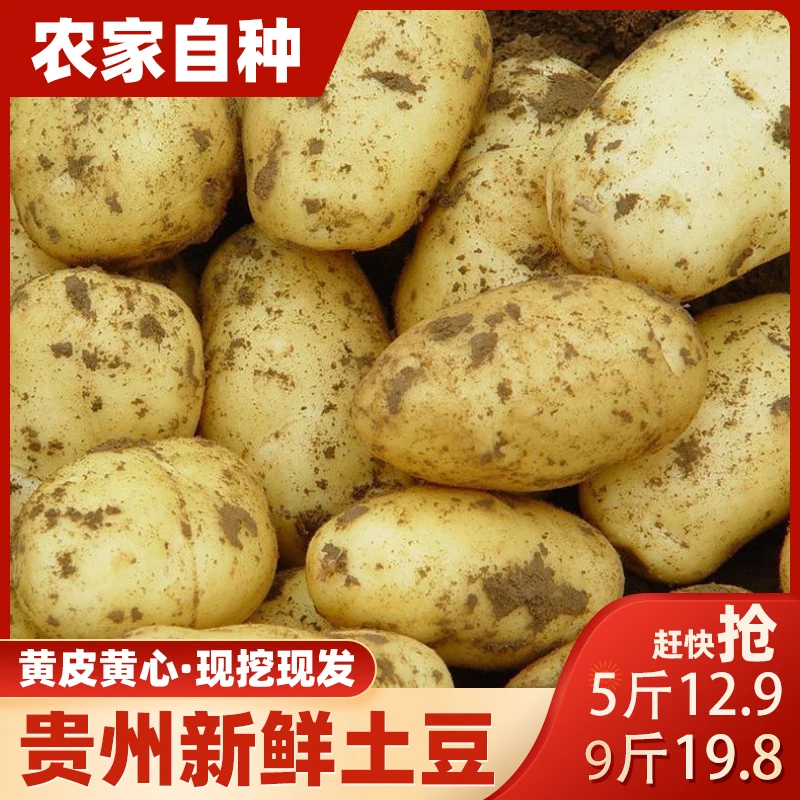 贵州新鲜土豆洋芋马铃薯农家自种黄皮黄心时令蔬菜美味好吃清香味