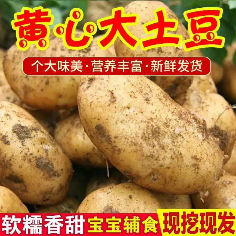 贵州农家黄心土豆洋芋马铃薯黄皮黄心时令蔬菜美味粉糯香甜老品种