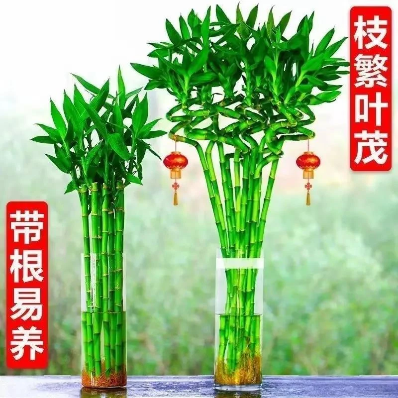 带根龙竹转运竹富贵竹水培植物水养客厅招财室内盆栽绿植步步高