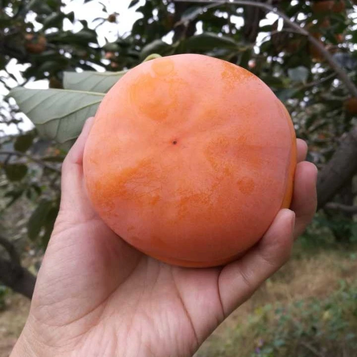 蓟县磨盘柿子盘山柿子汤柿子盆柿子大果蓟州新鲜磨盘柿子现摘特产