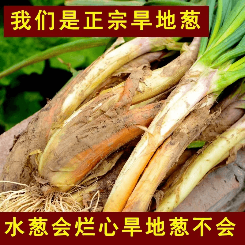 陕北黄土高原旱地红葱净重5斤
