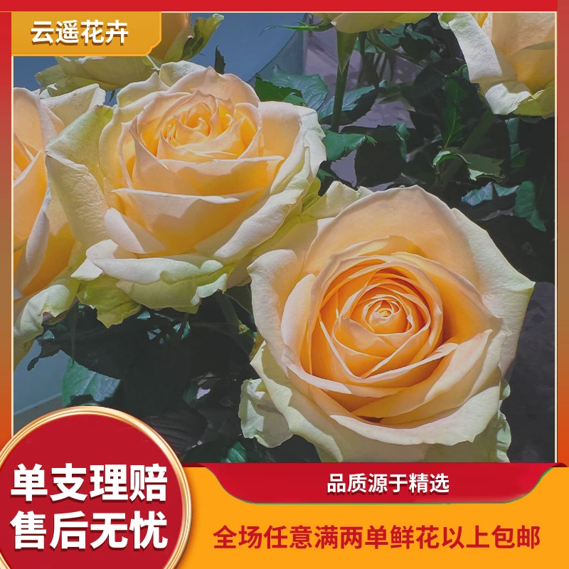 【云遥花卉】蜜桃雪山单头玫瑰任意两单包邮