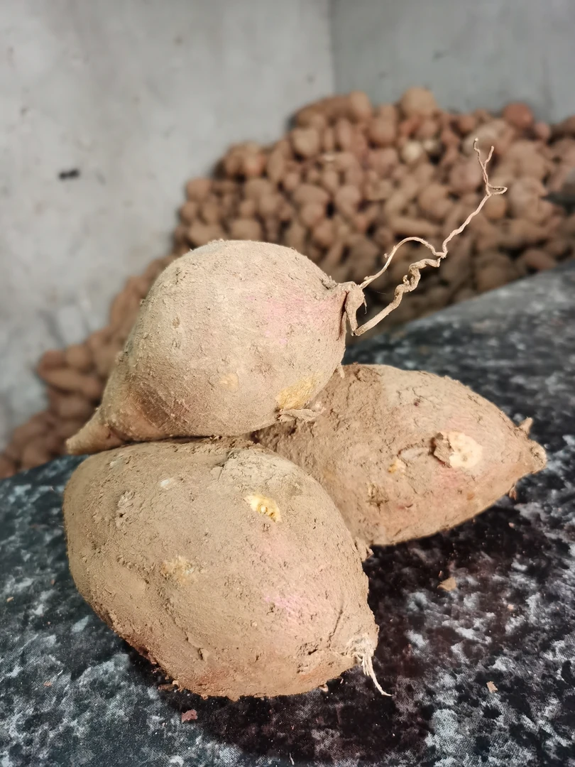红薯红苕地瓜根茎类粉