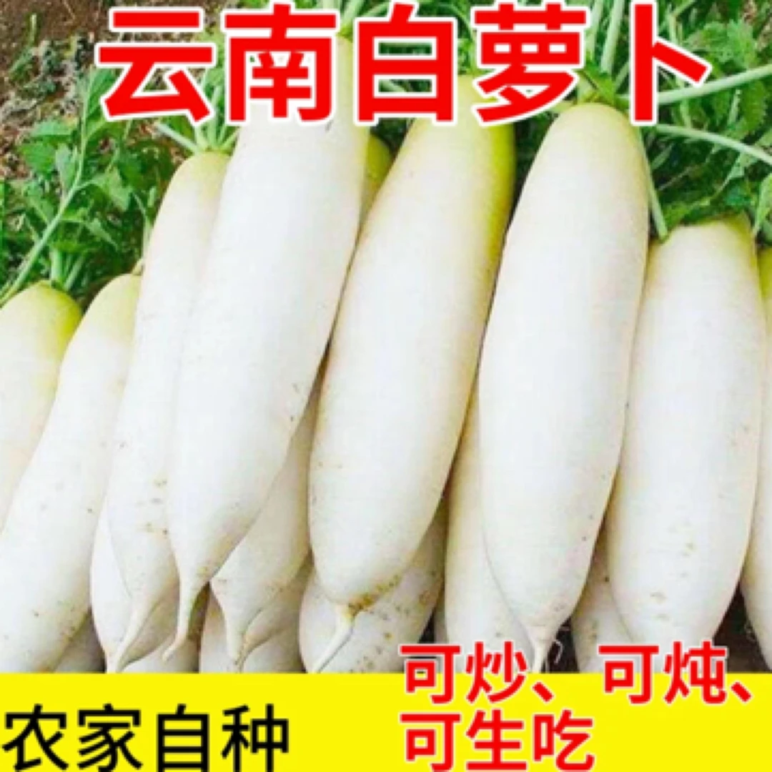 云南高山农家水果白萝卜（带土发货）