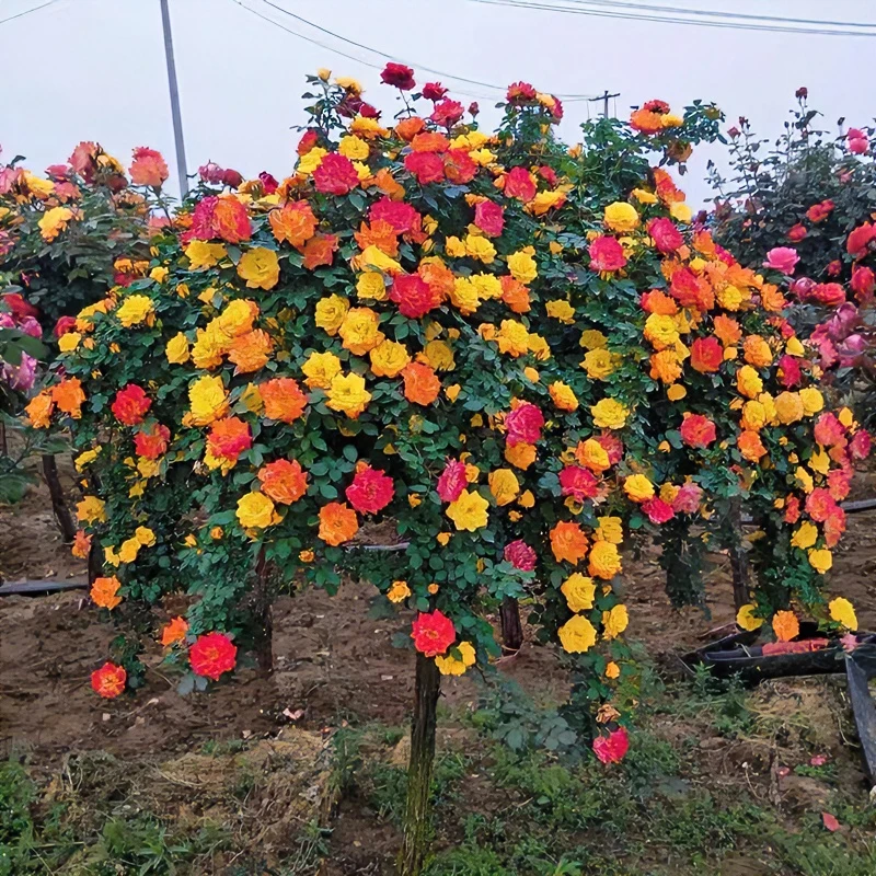 彩虹树桩月季多色花渐变色家庭养殖