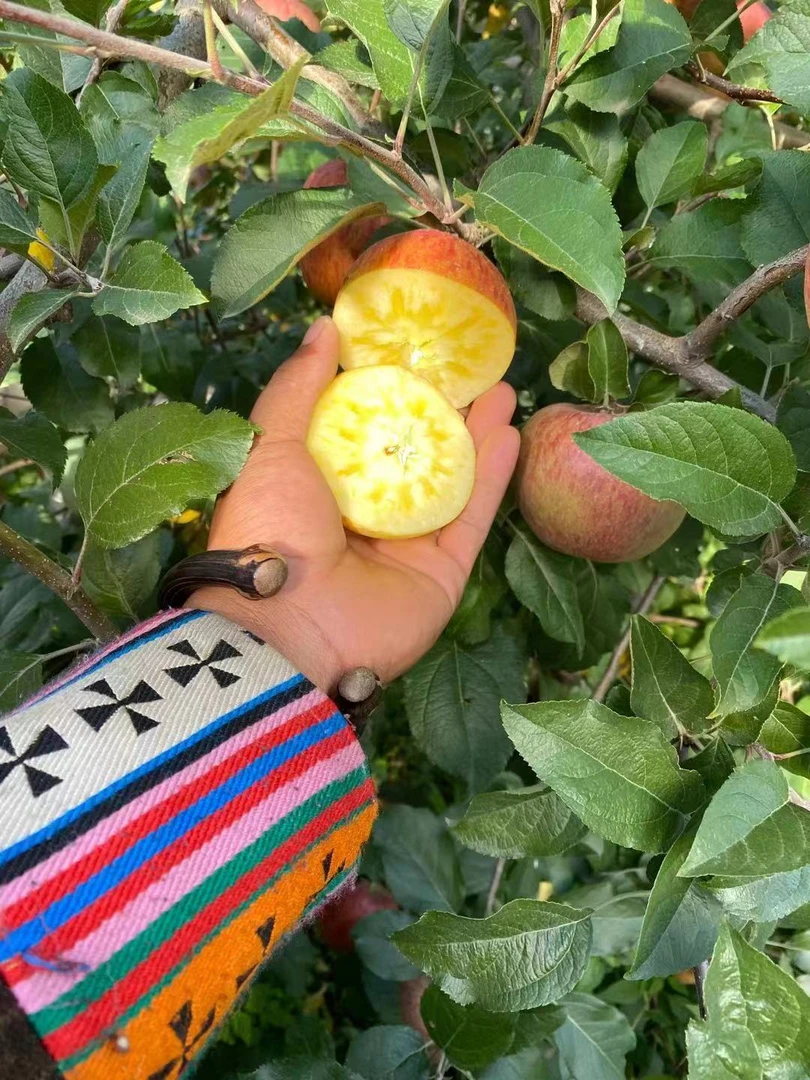 云南丽江宁蒗糖心丑苹果  糖心比例50％以上  净重8斤装