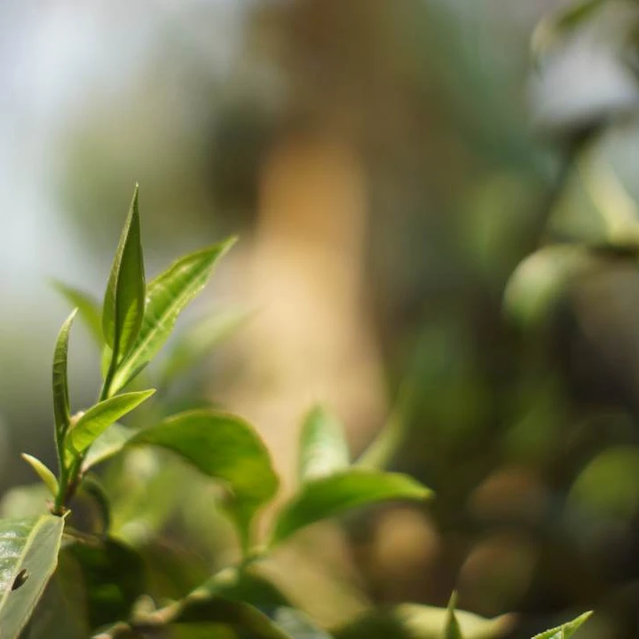 2025年大黑树林猫耳朵单株50克