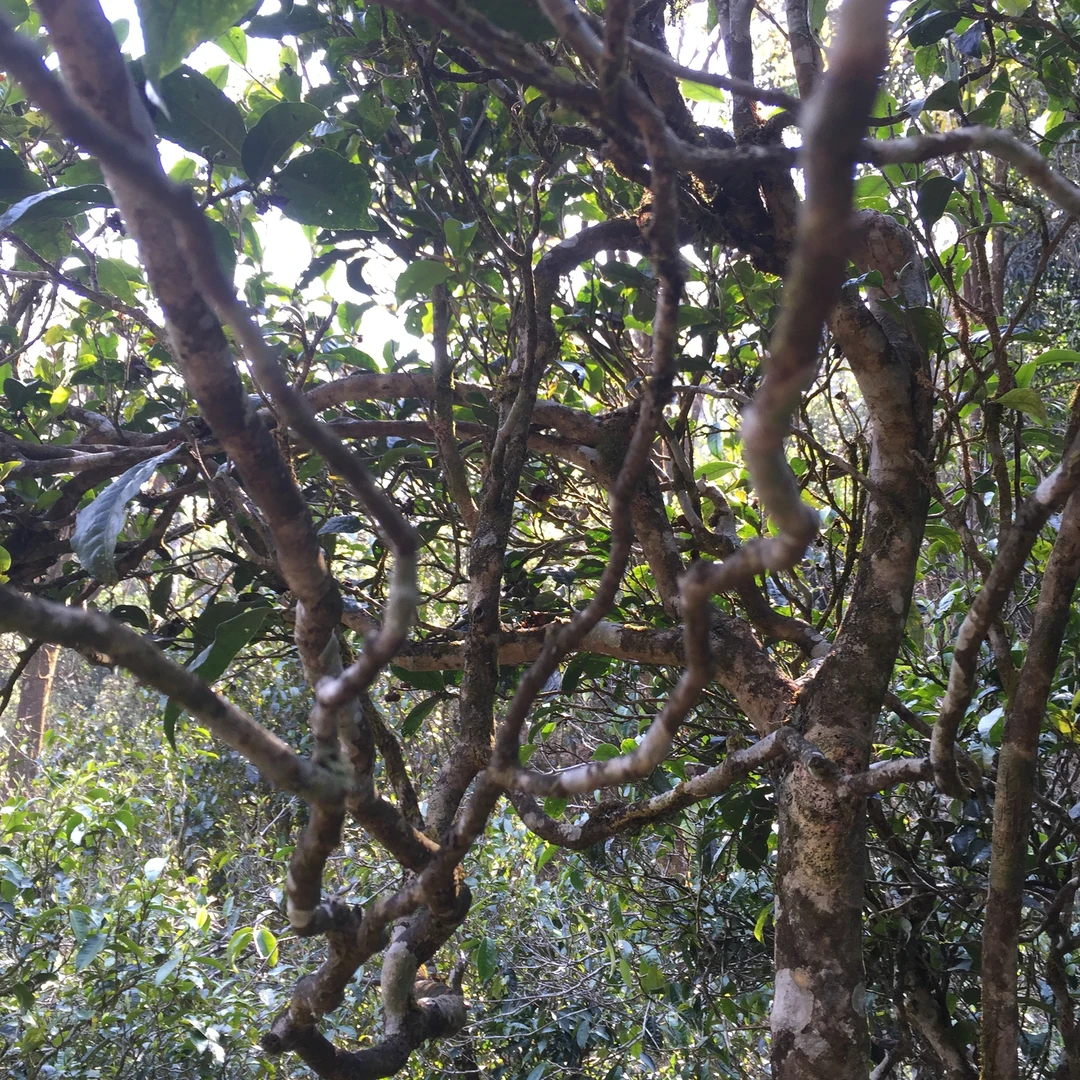 2023年那卡古树 来自极度好生态茶园一公斤首发价格