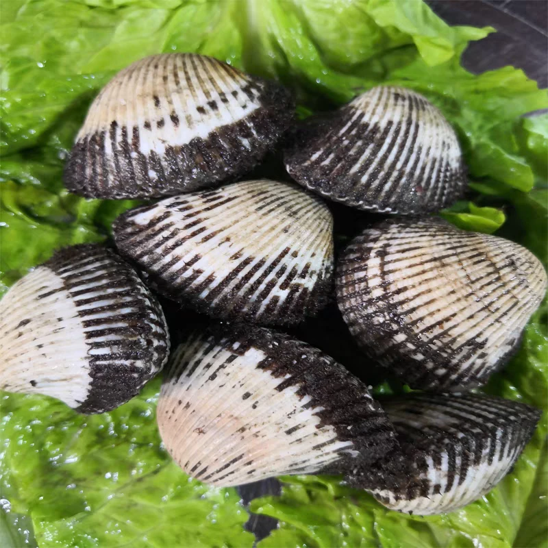 野生毛蚶子拍一单发三斤，顺丰包邮