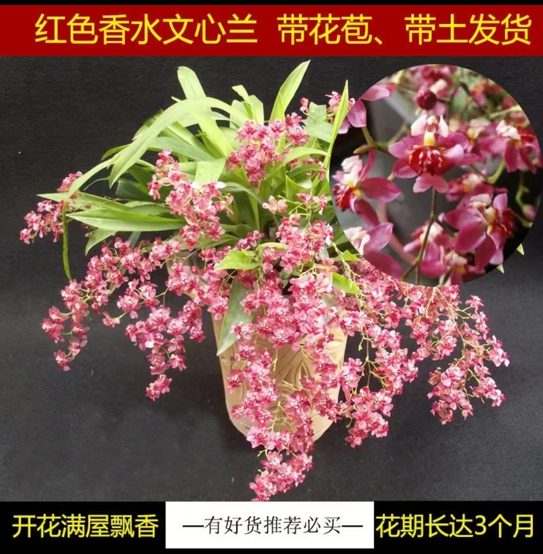 年宵花【梦香兰】带花苞浓香型花期长室内室外阳台原盆原土发货好养
