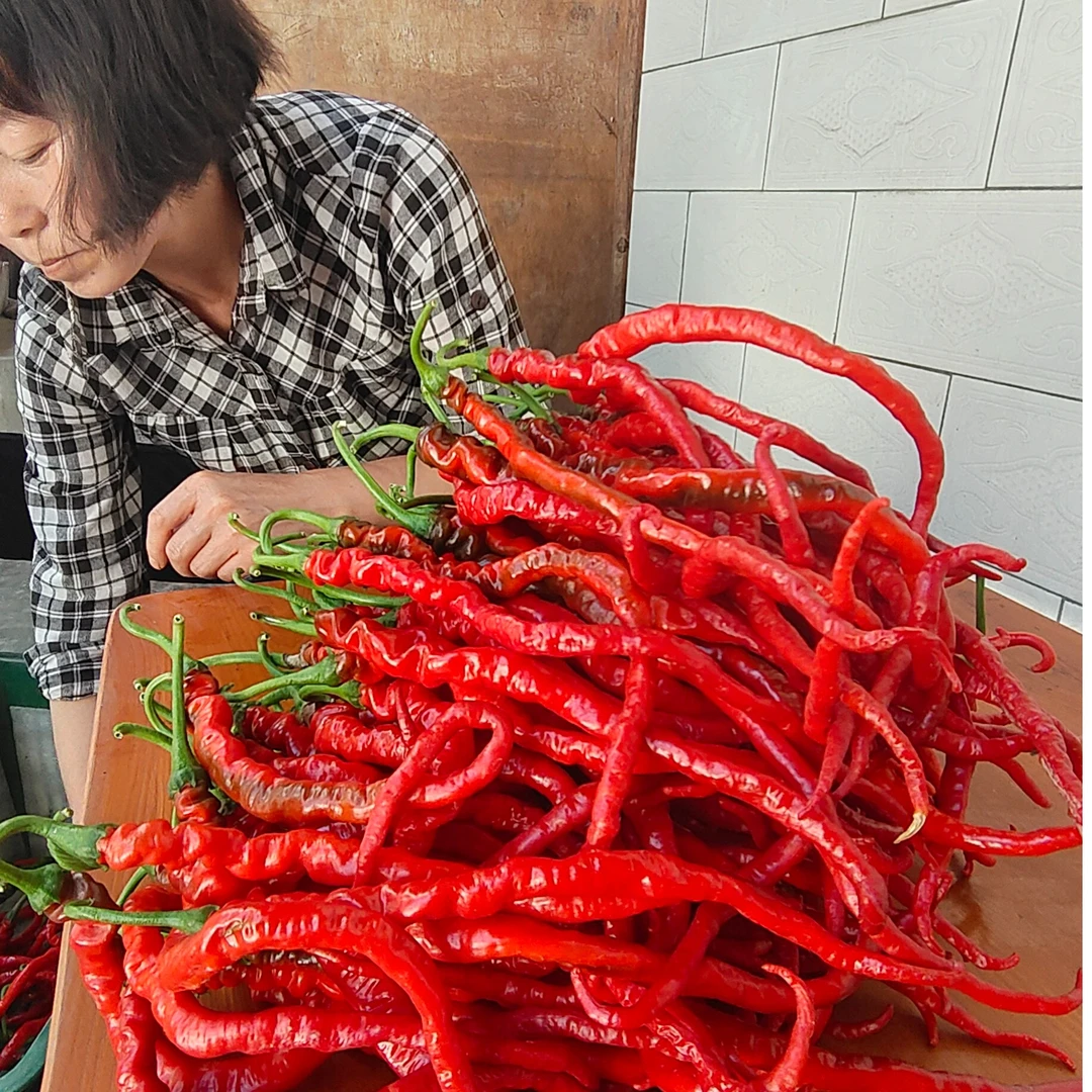 天水新鲜红辣椒线椒陇椒净重3/5/10斤包邮辣椒酱原材料