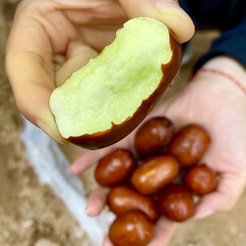 清涧鲜枣黄河滩枣