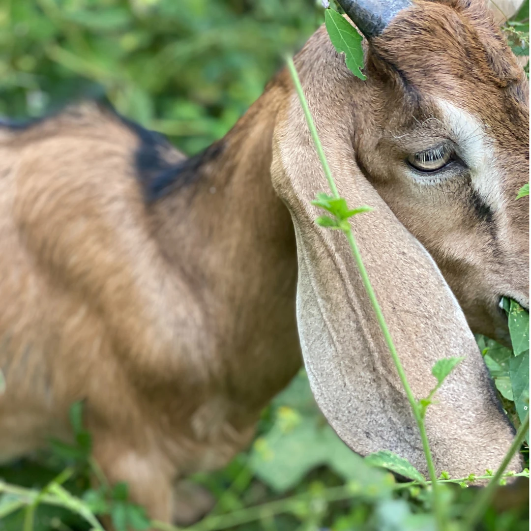 新鲜现杀散养山羊称重为准一物一拍