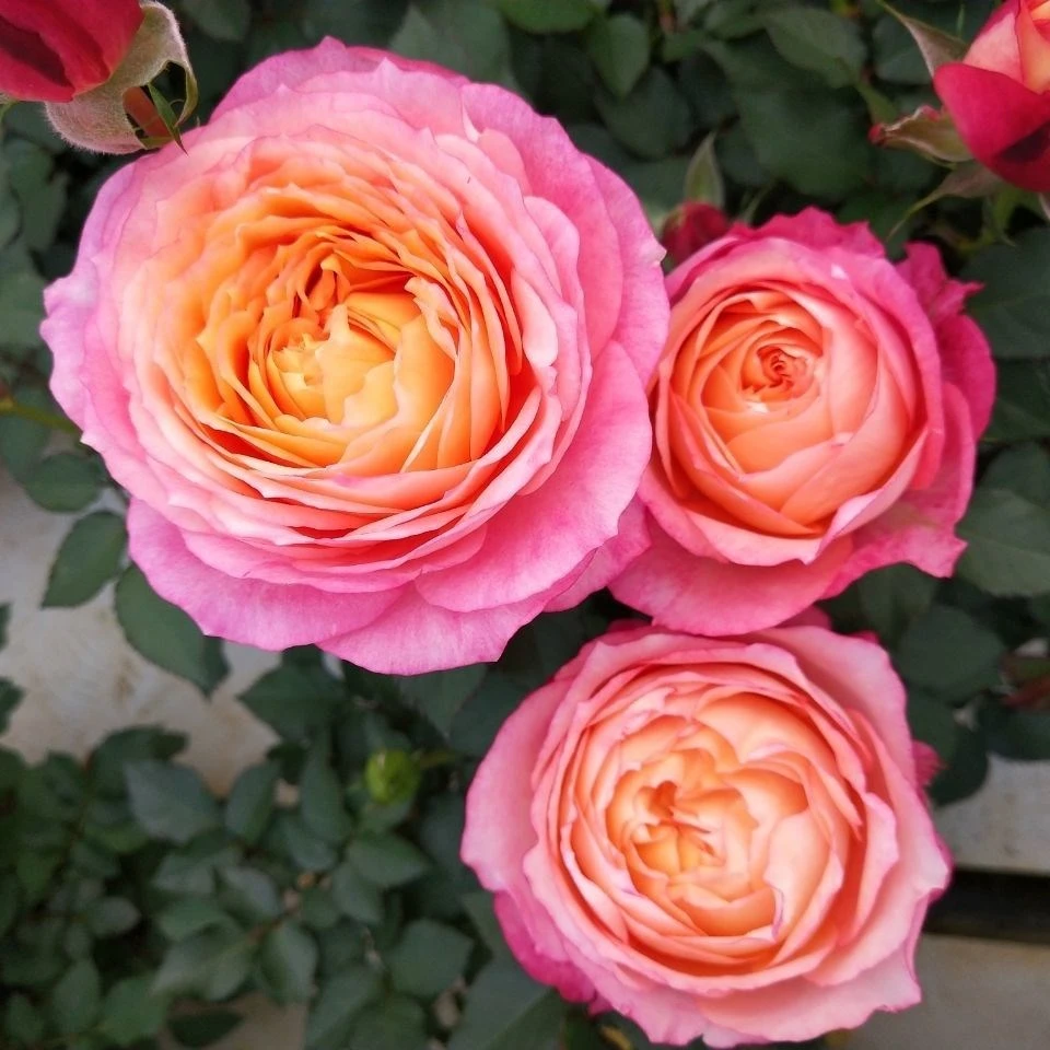 【大花美人】大花浓香.月季盆栽地栽四季开花卉玫瑰带花苞阳台植物