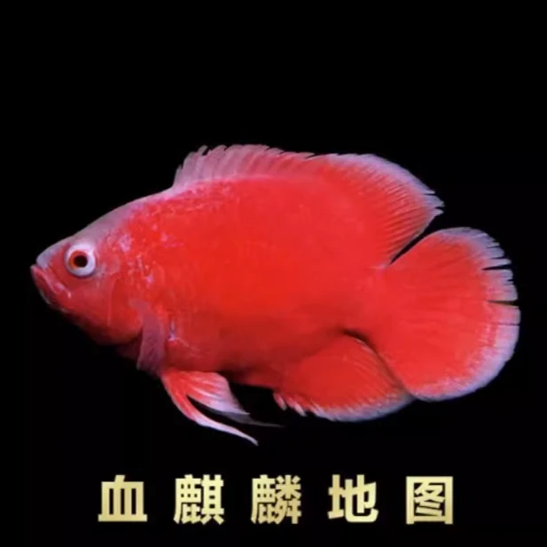 血麒麟地图火麒麟地图好养热带鱼地图饲养发货活体套餐