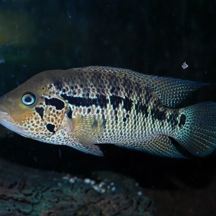 超萌好物观赏鱼道氏火口鱼大型观赏鱼耐活混养中大型养鱼饲养套餐