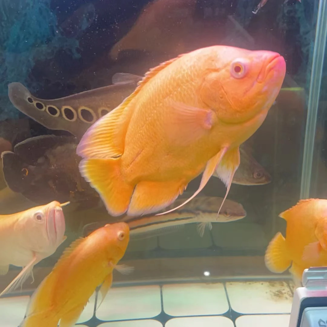 超萌好物黄地图黄化红眼地图观赏鱼招财鱼配鱼中大型热带猛鱼