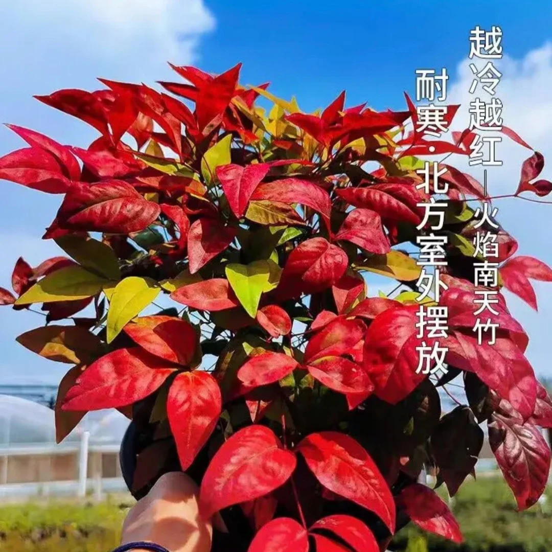 火焰南天竹盆景耐寒耐冻室内室外庭院观叶渐变色四季栽种矮化绿植