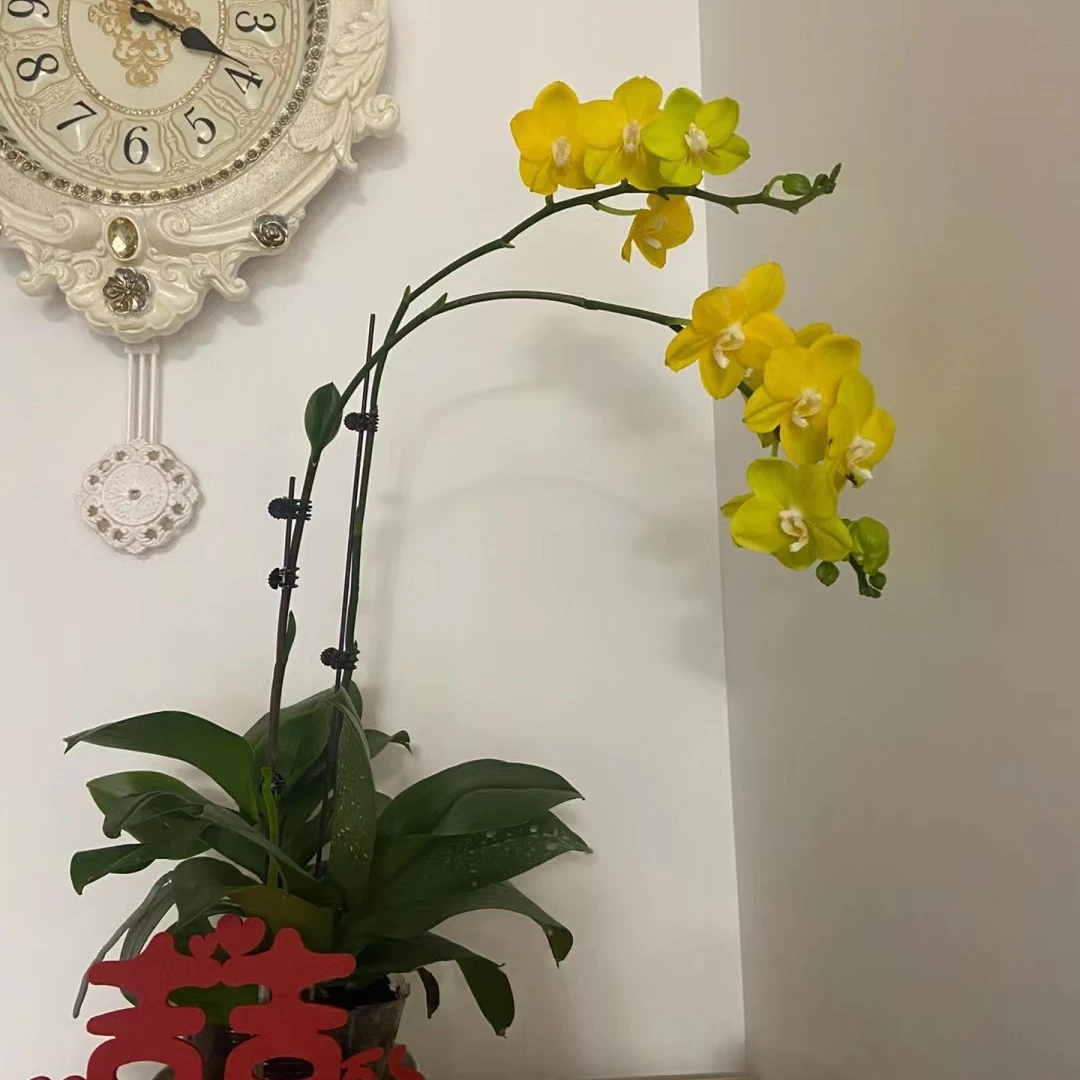 蝴蝶兰吉祥如意喜欢园林花型喜欢自销盆栽观赏花净化空气家里调节