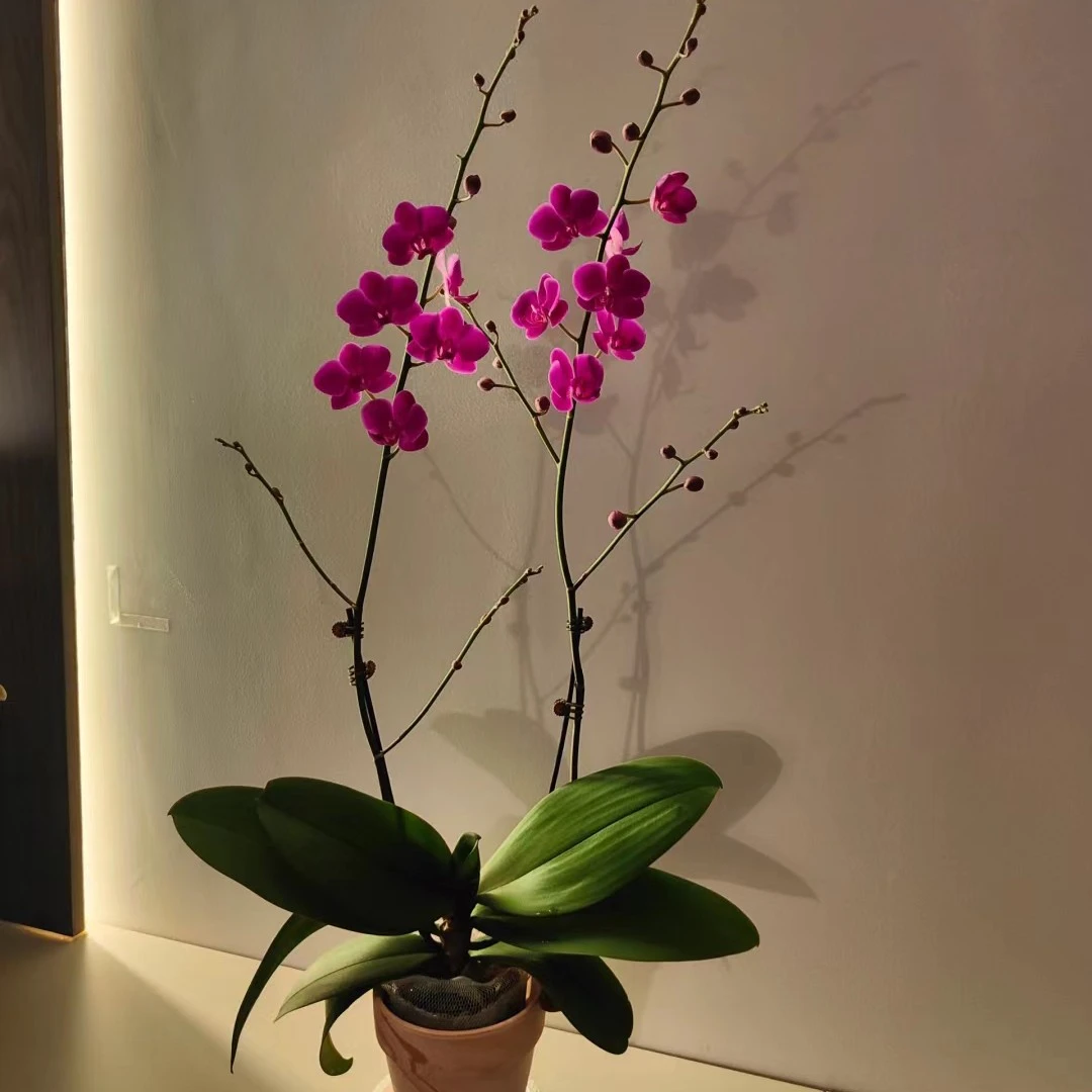 蝴蝶兰满天红好喜欢园林花型喜欢自销盆栽观赏花净化空气家里调节