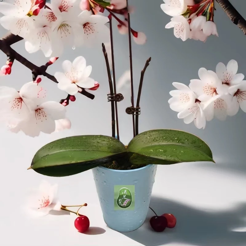 蝴蝶兰花卉花苗喜欢园林花型喜欢自销盆栽观赏花净化空气家里调节