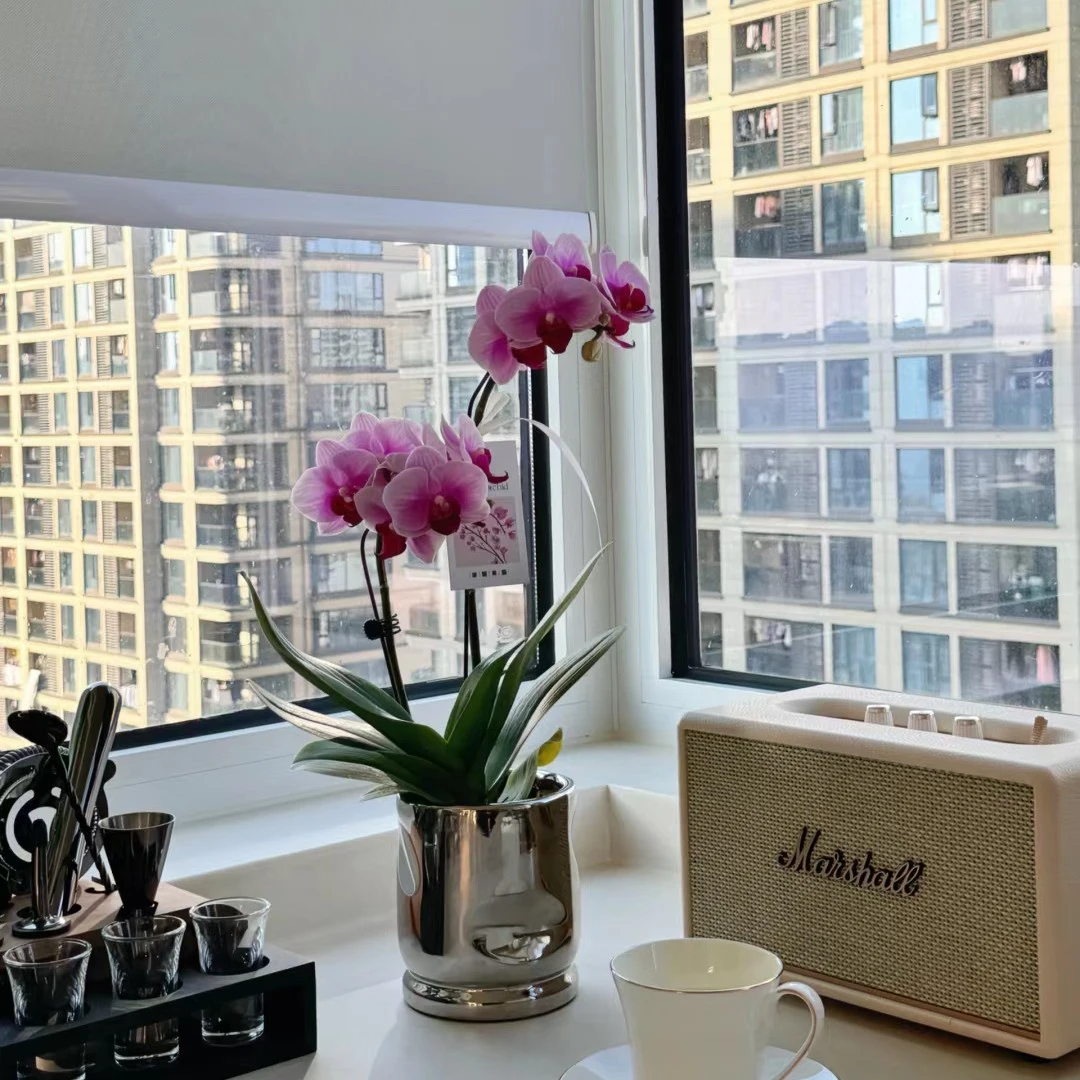 蝴蝶兰心肝宝贝花卉绿植喜欢净化空气超大花美丽大方花型超大花卉