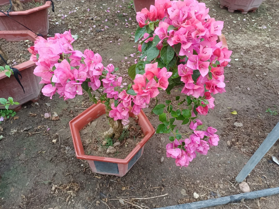 三角梅园艺花卉盆栽