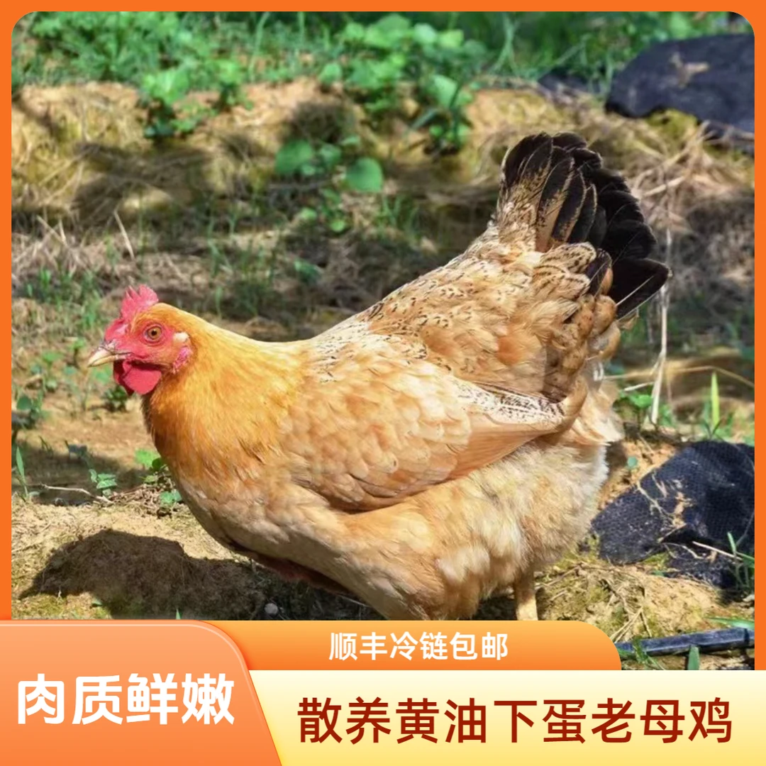 散养黄油老母鸡2.6斤-2.9斤/只  到手2只半净膛 2年以上老母鸡
