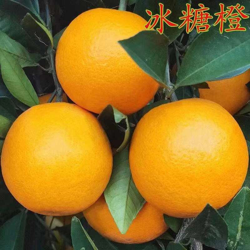 正宗高纯度高甜度嫁接冰糖橙树苗南方北方盆栽地栽甜橙果树苗包邮