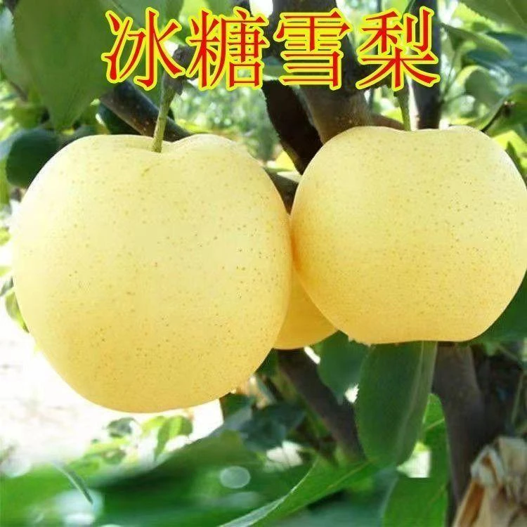 冰糖雪梨树苗 耐寒嫁接特大冰糖梨苗 南北方种植盆栽地栽当年结果