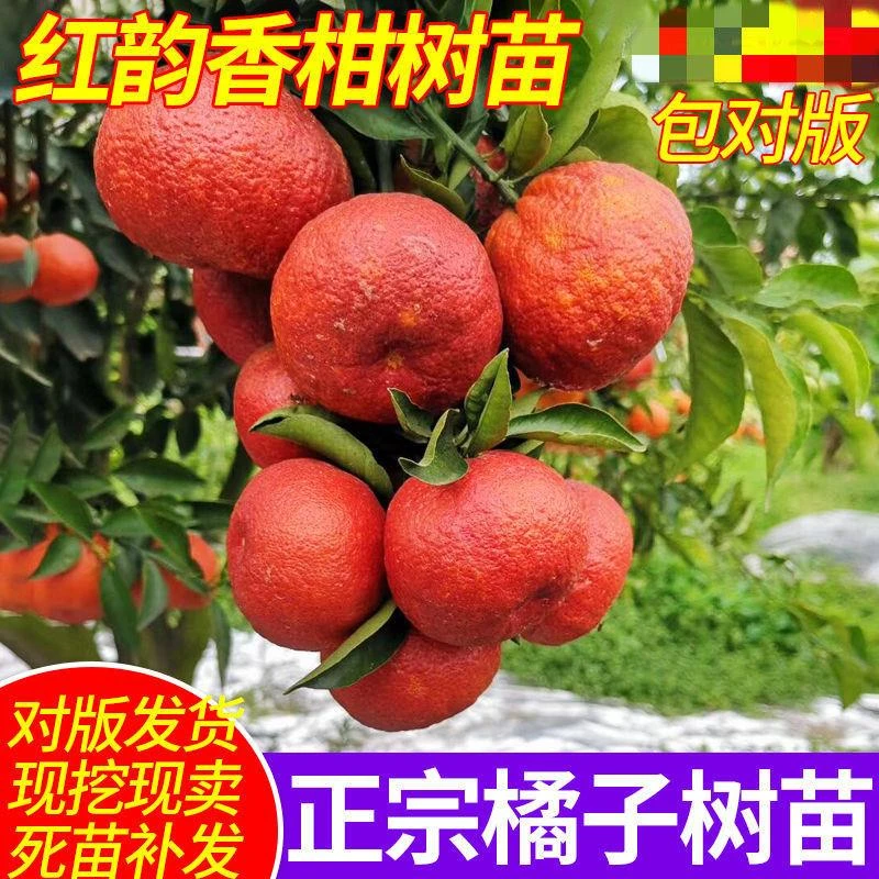 红韵香柑果树苗 红韵血柑 晚熟 柑橘苗 果树苗 嫁接苗 柑桔新品