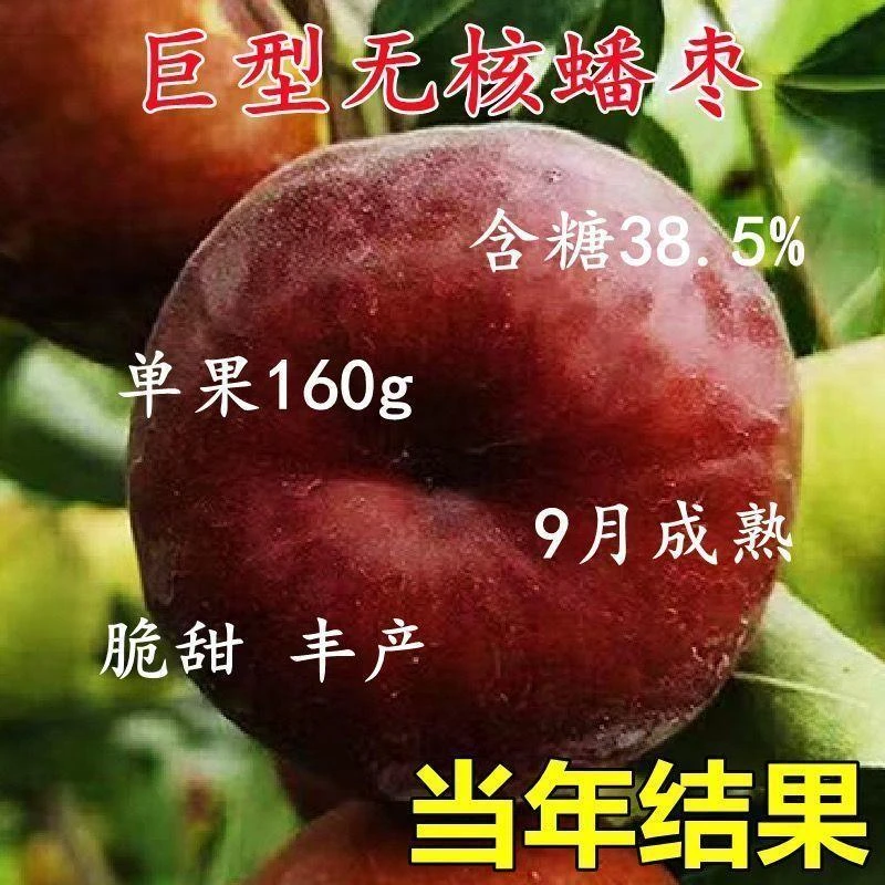 蟠枣树苗特大超甜无核南方北方新品种植盆栽地栽阳台庭院当年结果
