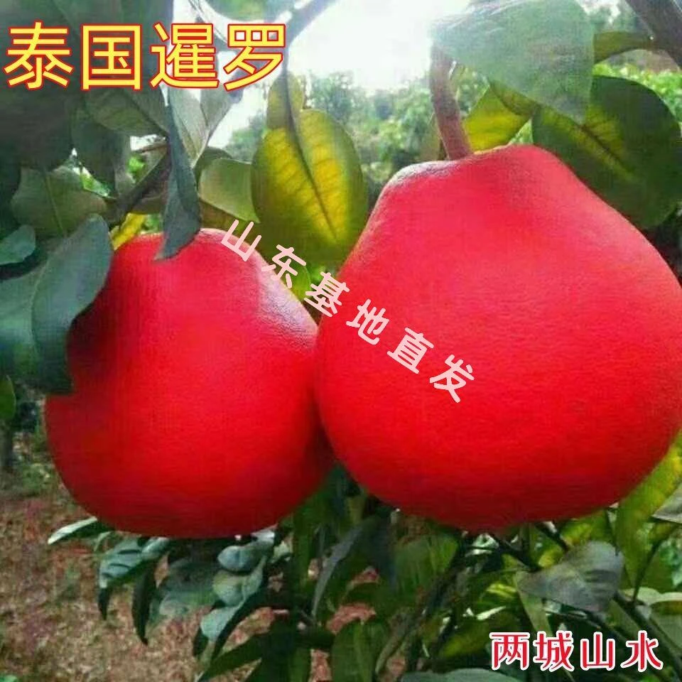 新品种正宗暹罗红柚红心柚红皮柚子无籽蜜柚沙甜柚沙田柚无核柚苗