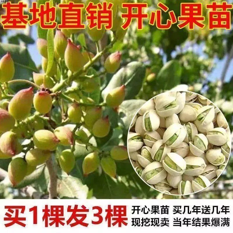 开心果苗盆栽地栽南北方种植阿月浑子绿仁树苗当年结果开心果树苗