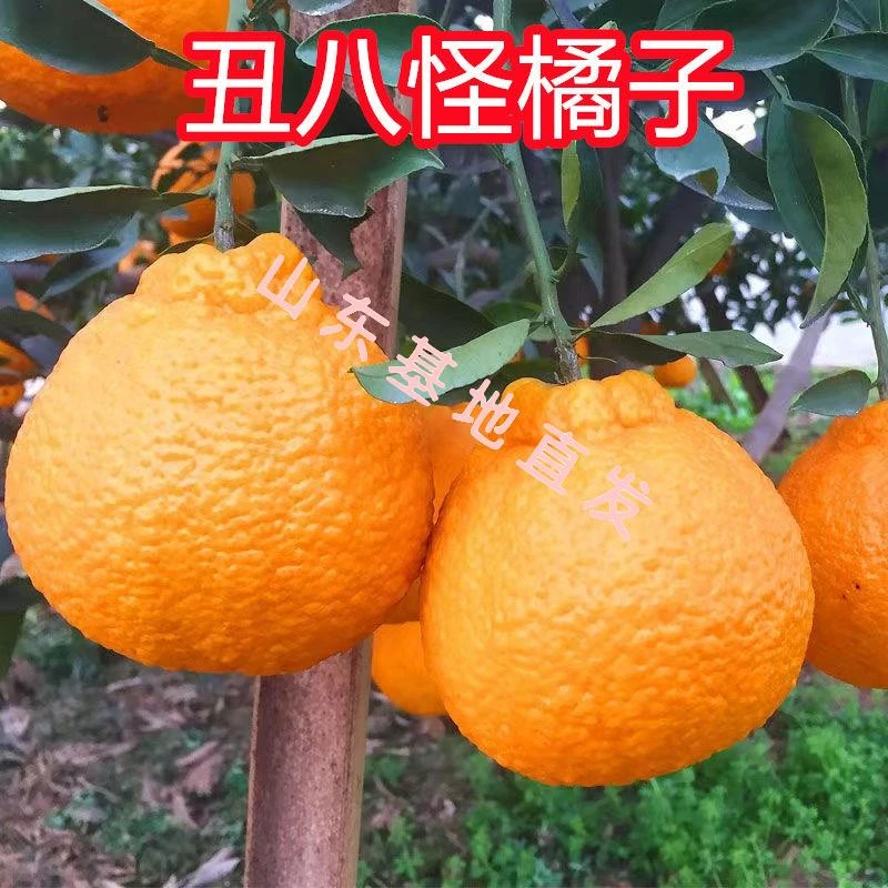 丑橘苗丑八怪橘子苗桔子不知火丑橘树苗椪柑柑苗南北方种植桔子苗