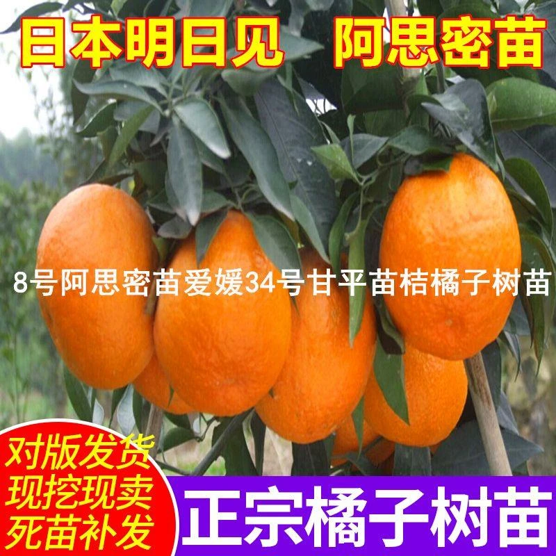 日本明日见柑橘阿斯蜜兴津58号阿思密苗爱媛34号甘平苗桔橘子树苗
