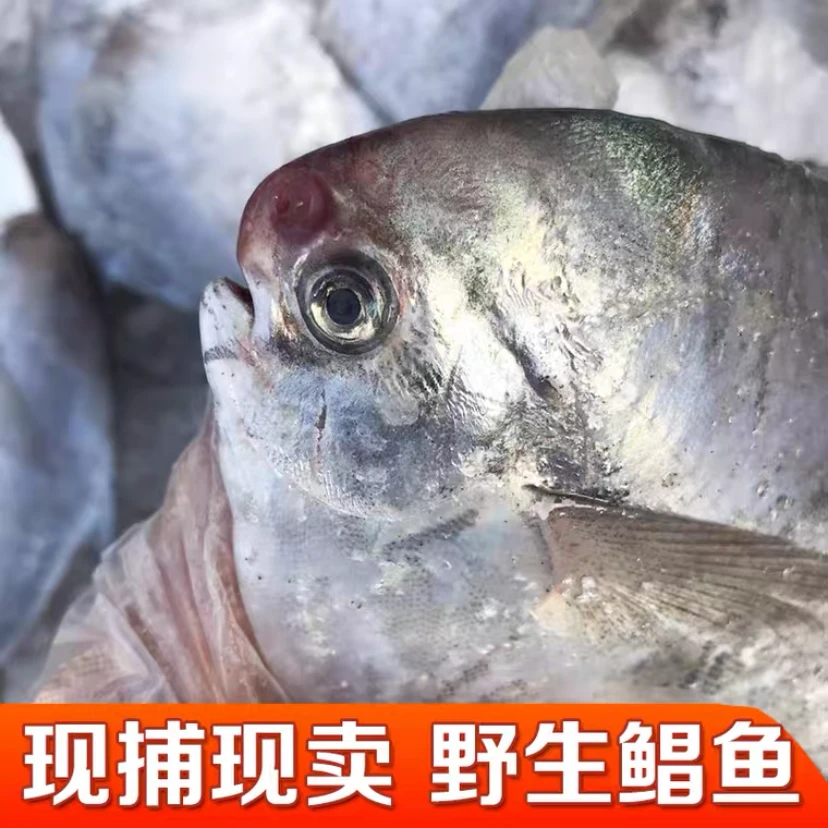 【金豆荚】舟山野生海捕流网银鲳鱼中鲳鱼3-4条/斤平鱼冷冻发货