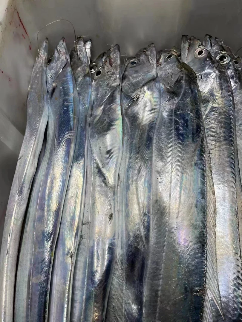 【金豆荚】残次海钓带小眼睛带鱼3-6两/条微破肚钓带 舟山冷冻发货