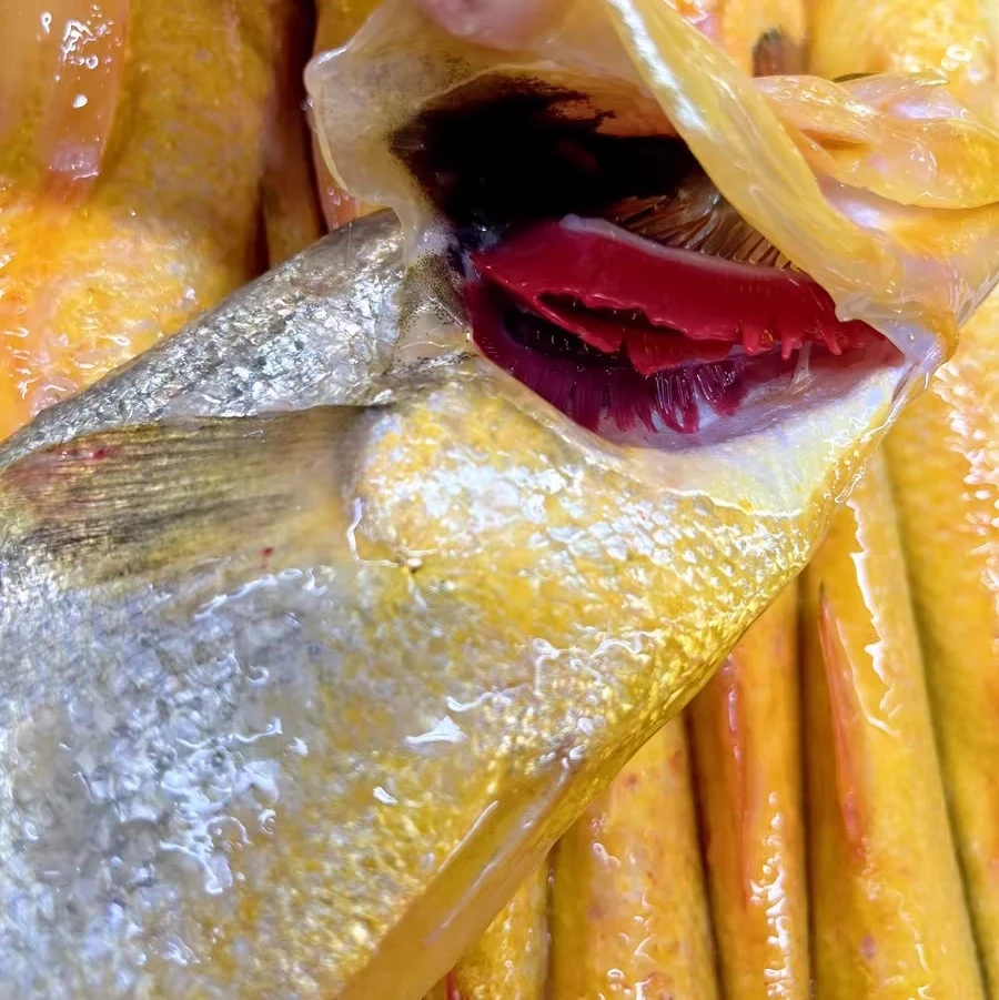 【金豆荚】深水海捕生态黄鱼4-6两/条刺少肉多舟山顺丰冷冻发货