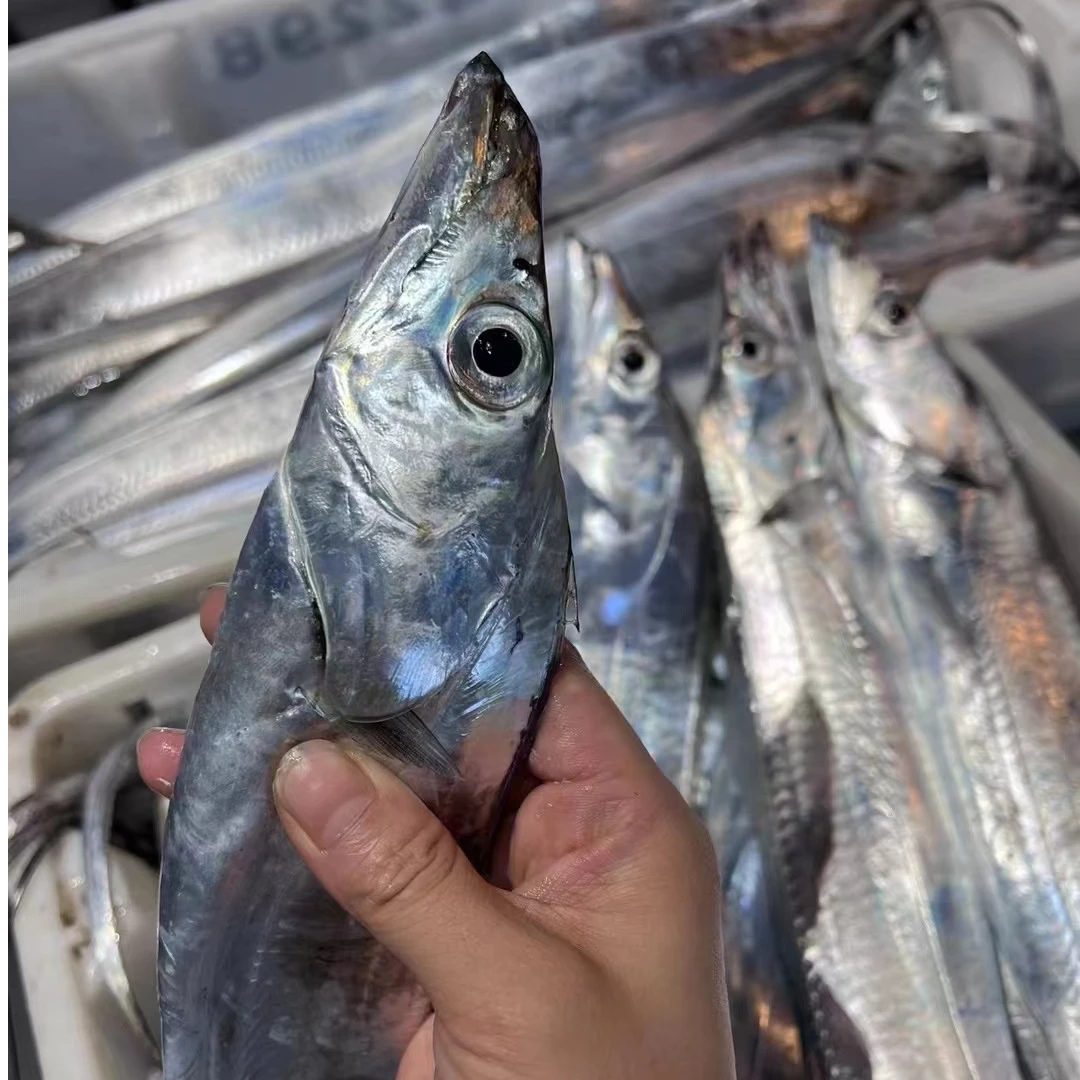 【金豆荚】东海新鲜海钓小眼睛带鱼5-6两/条 舟山冷冻发货 肉厚鲜嫩