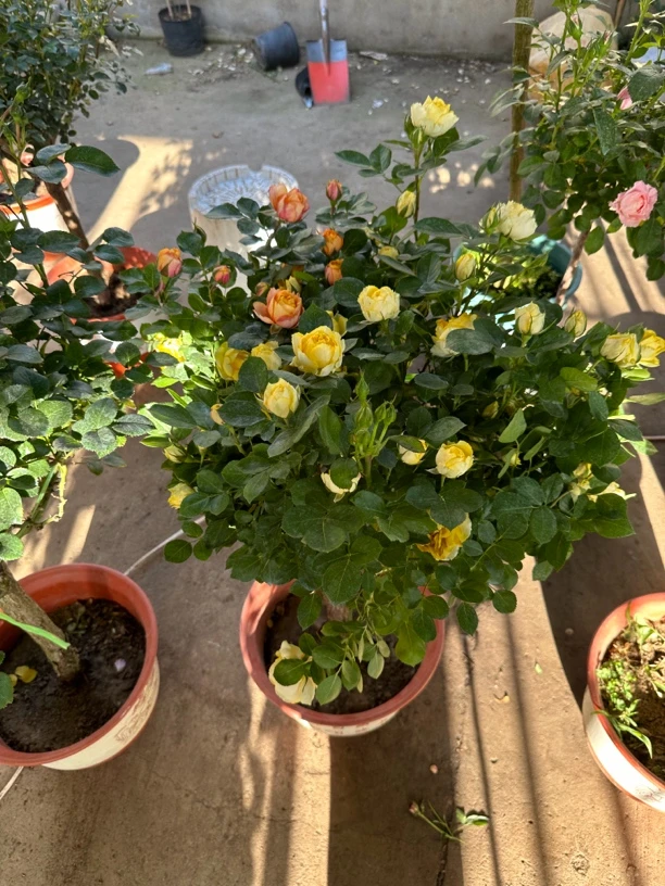 欧月老桩盆景 果汁阳台系列月季 原生蔷薇树多芽点嫁接多色月季