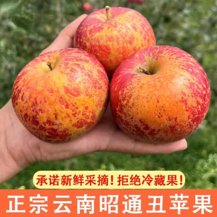 正宗昭通冰糖心晚熟富士苹果现摘现发5斤装中果包邮