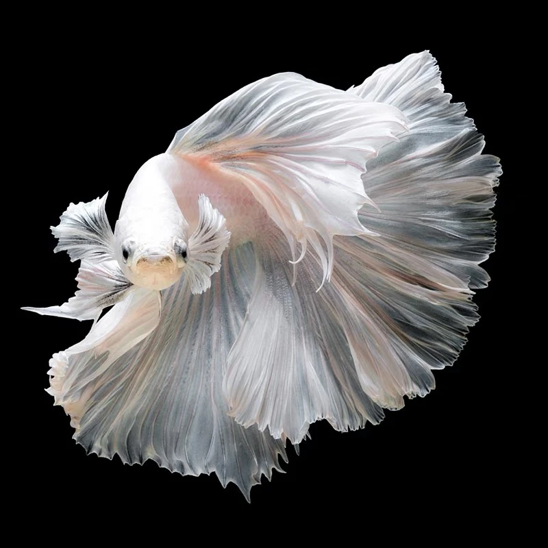 B16（361-384）泰国斗鱼小型热带观赏鱼活体耐活（直播间选鱼）