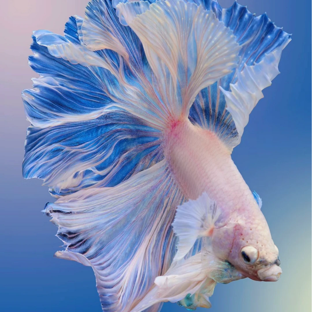 K4（73-96）泰国斗鱼小型热带观赏鱼活体耐活（直播间选鱼）