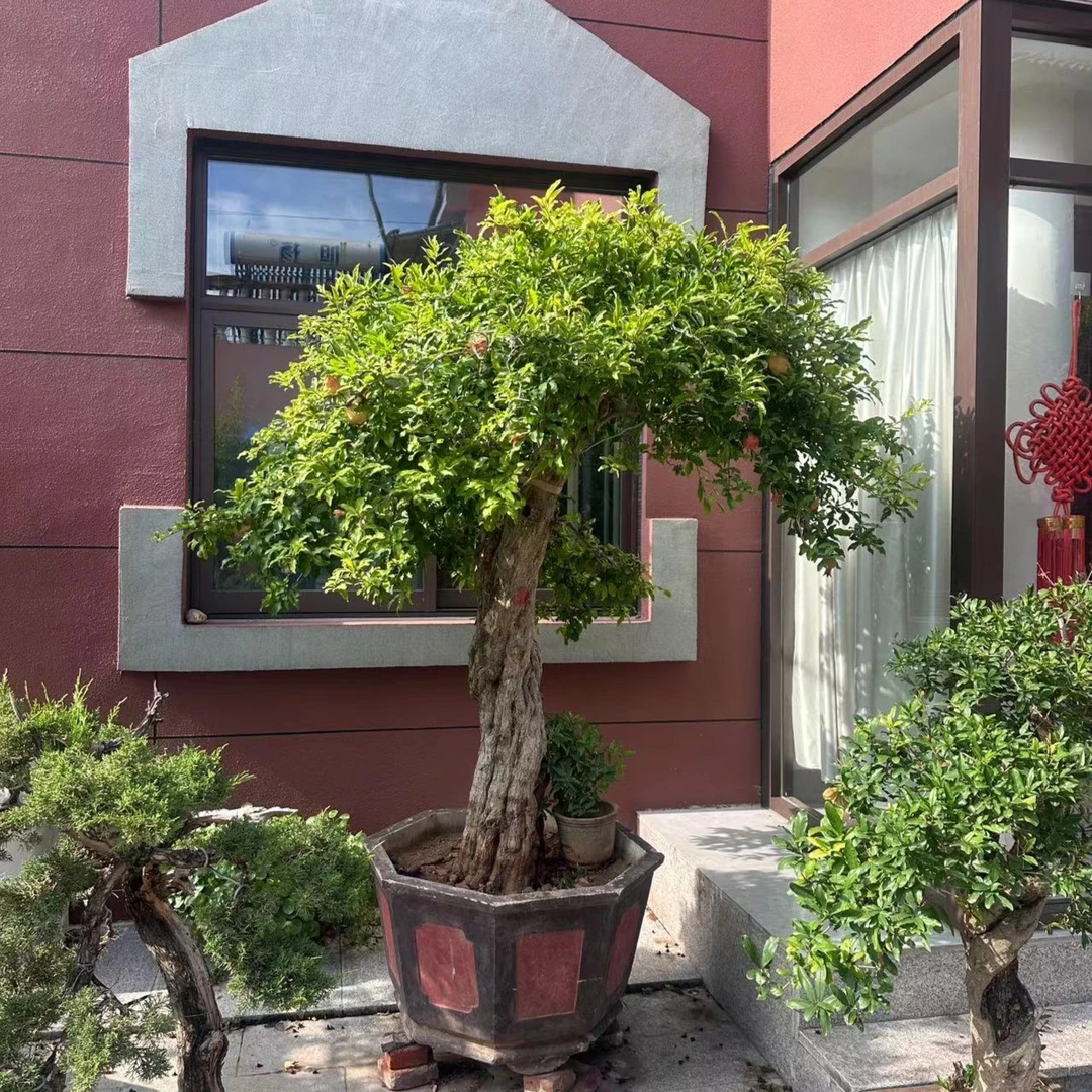 玩桩绿植松柏老桩盆栽上海青盆景直播间一物一拍老桩抛投盆栽