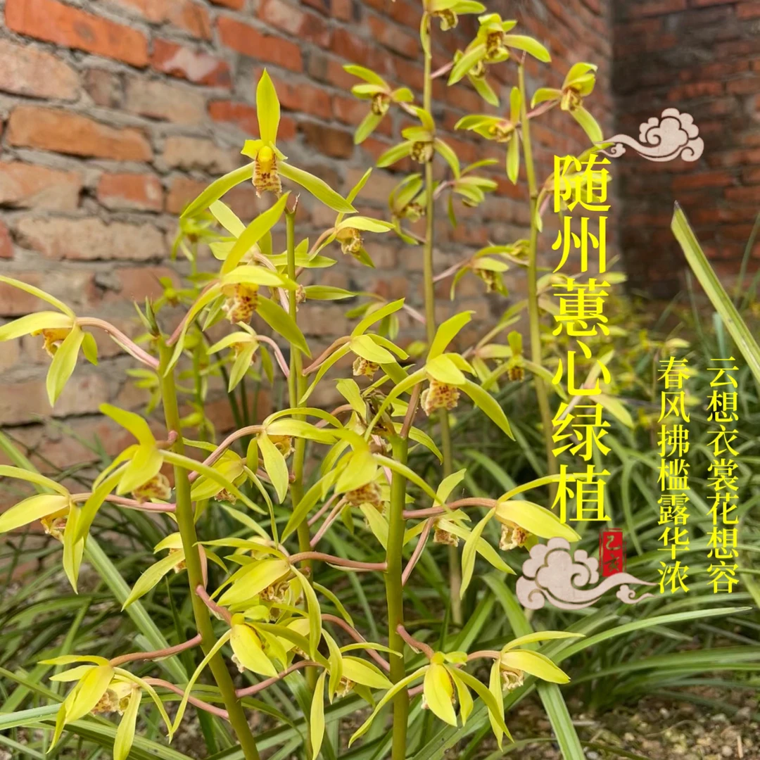 兰花草随州九节兰浓香蕙兰开花超香包对版发货四季庭院绿植