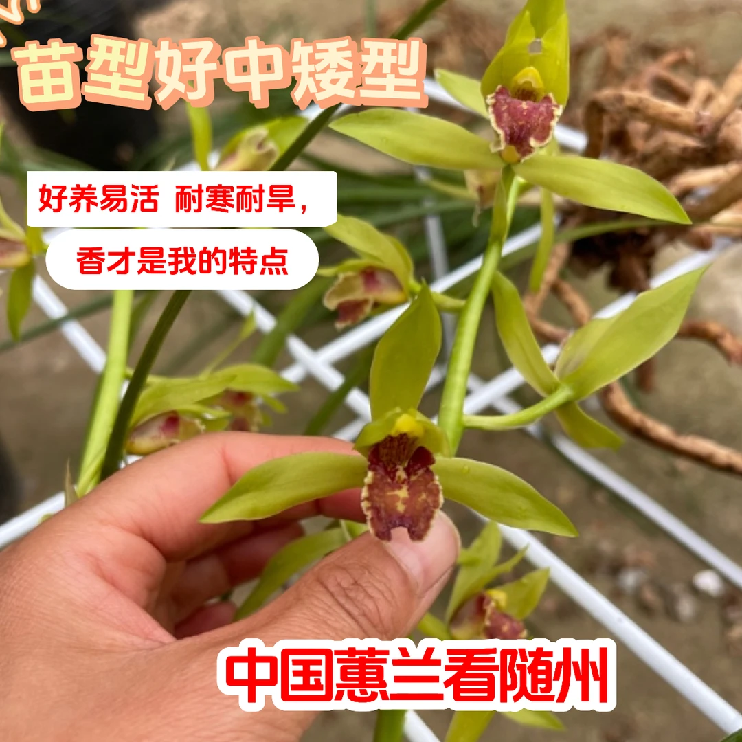 春兰浓香蕙兰兰草九节兰好养易活耐寒耐热庭院阳台客厅绿植惠兰