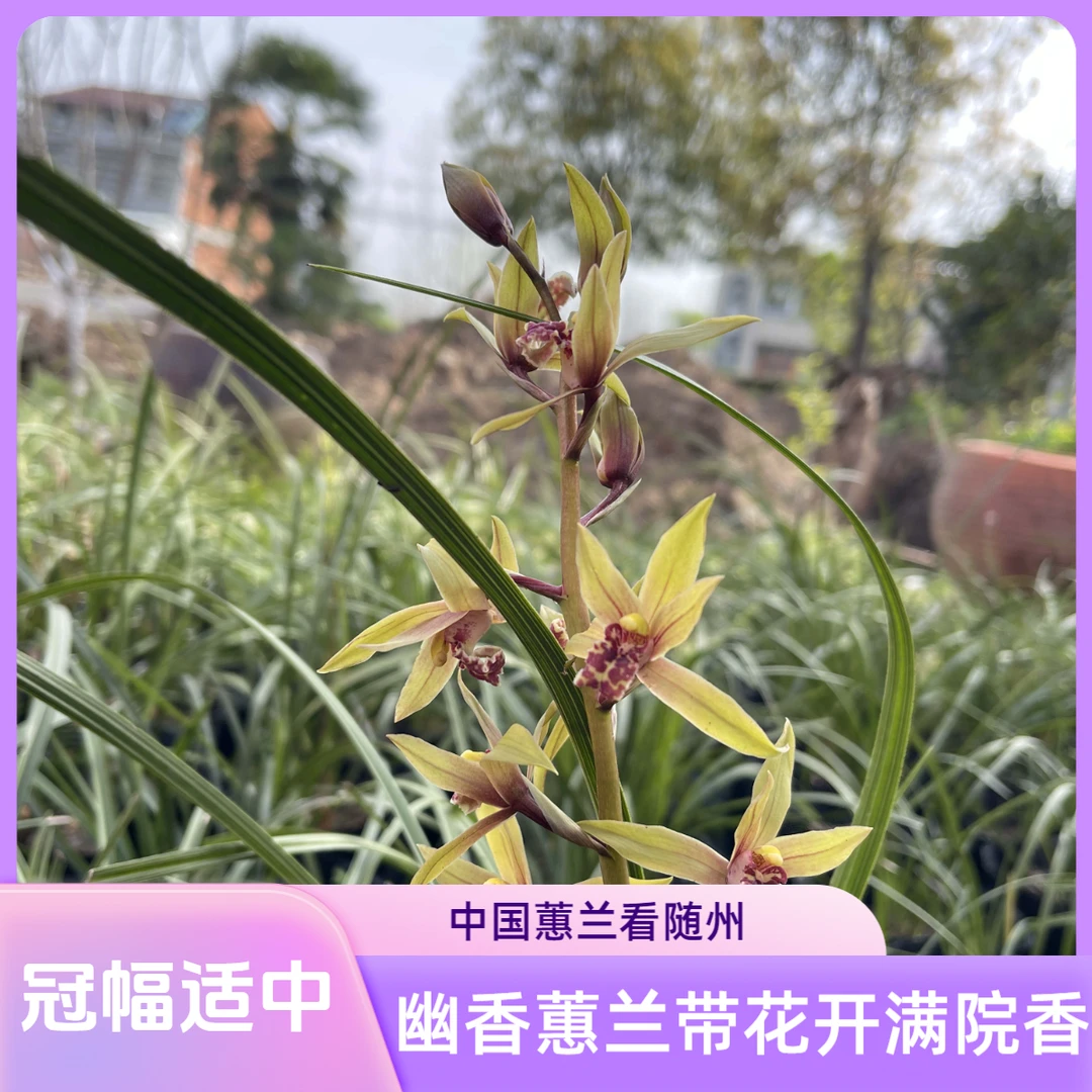 随州世界三大蕙兰之乡浓香九节兰九头兰发货幽香慧惠兰绿植