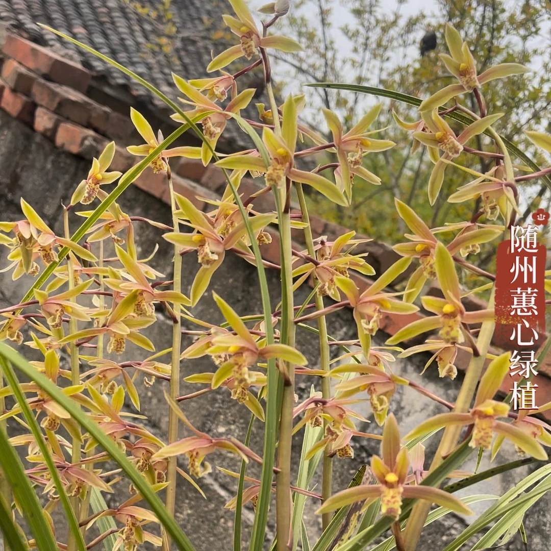 蕙兰九节兰浓香型室内阳台绿植花卉盆栽四季盛开兰花苗