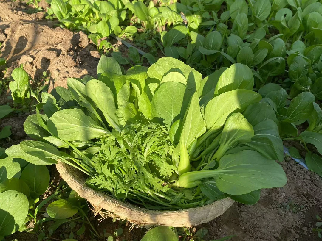 密云农家新鲜蔬菜包 （自选）